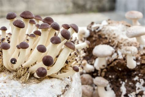 Growing Mushrooms from Stems (Solved.